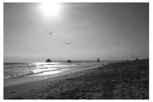 a study in gray, with perfect seagulls