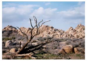 desert snag at low sun