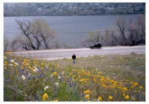 lake elizabeth flowers