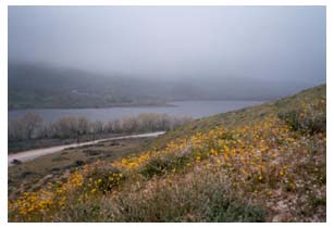 lake elizabeth flowers