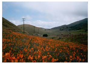 california poppies