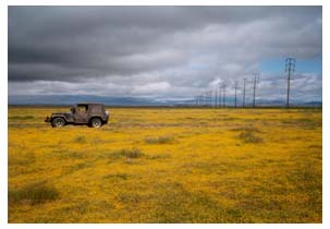 the jeep in a carpet of flowers