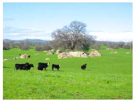 happy cows live in california, by sean
