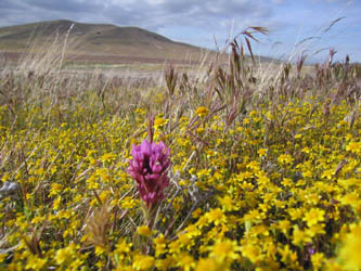 flowers and grass