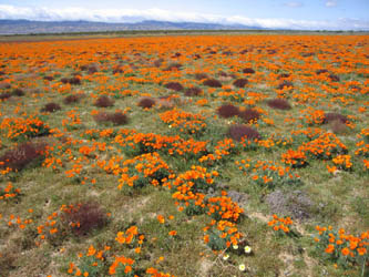 poppies