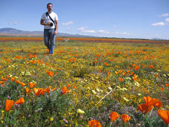 poppies