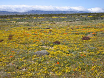 poppies