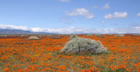 poppies