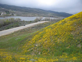 poppies