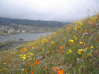 poppies