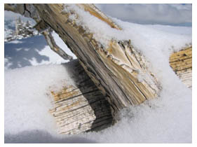 weathered wood with snow