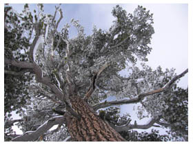 looking up into a tree