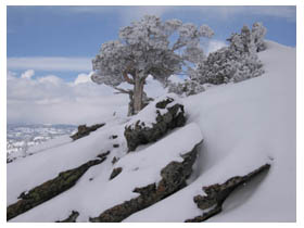 trees and rocks