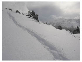 snowshoe tracks