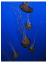 jellies at the Monterey Bay Aquarium