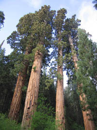 sequoias in morning sun