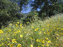 spring flowers in Sequoia NP