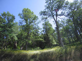 verdant hillside in Sequoia NP