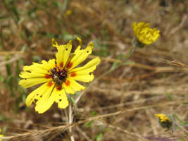 a bug on a flower