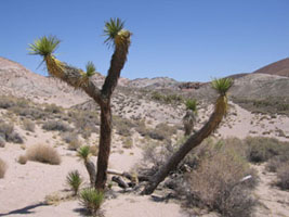 Joshua tree in Red Rock Canyon