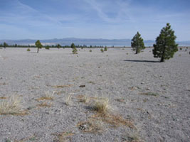 little grows on deep plains of pumice