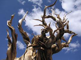 bristlecone pine forest, White Mountains, California