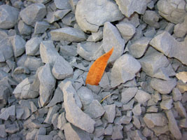 fallen leaf in gray rock