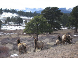 elk in Rocky Mountain National Park