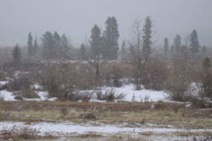 snowy morning in Rocky Mountain National Park