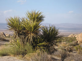 desert plants