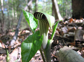 jack-in-the-pulpit