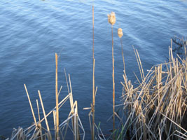 cattails