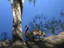 geese at Malibu Creek in April