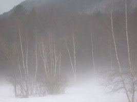 ghost birches in the fog
