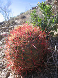 little red cactus