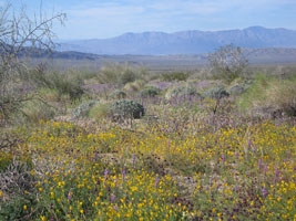 I could smell the flowers while driving by in my truck