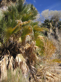 California fan palms at Cottonwood Springs