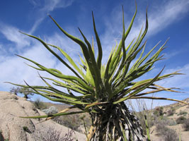 a twisted yucca plant or something similar