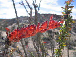 the ocotillo is blooming