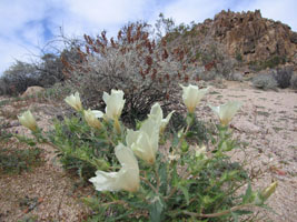 big white lilies in the desert