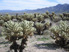 cholla cactus forest, Joshua Tree