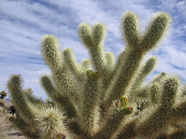 cholla cactus drop baby cactus balls like apples from a tree