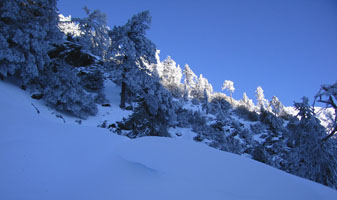 snowy trees at Mt. Baldy