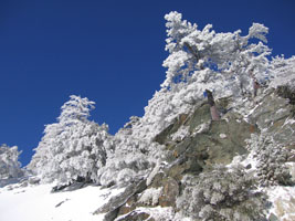 snowy trees at Mt. Baldy