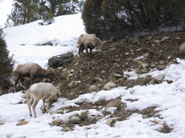 Mountain Sheep in Big Sky, Montana