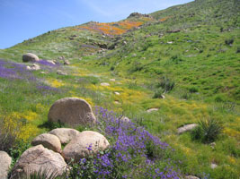 wildflowers near Lake Elsinore, California