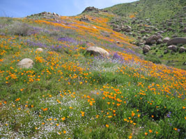 wildflowers near Lake Elsinore, California