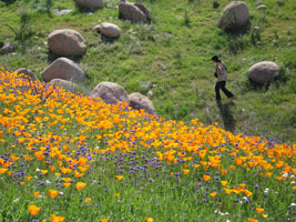 wildflowers near Lake Elsinore, California