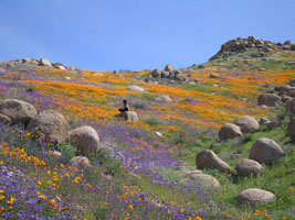 wildflowers near Lake Elsinore, California