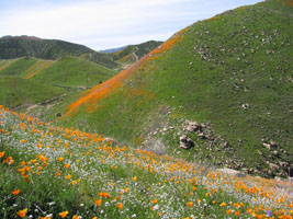 wildflowers near Lake Elsinore, California